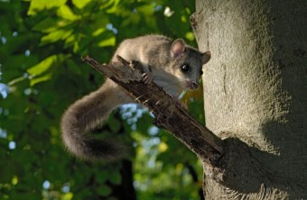 Siebenschlaefer | © Stephan Thomas