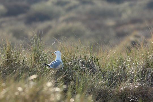 Silbermöwe im Gras | © Claudia Becher