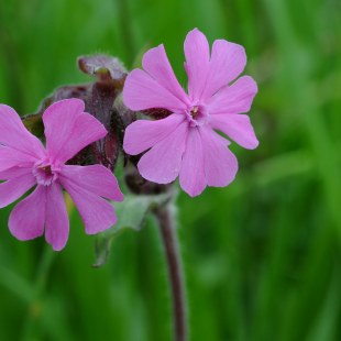 Silene dioica Rote Lichtnelke | © Dr. Eberhard Pfeuffer