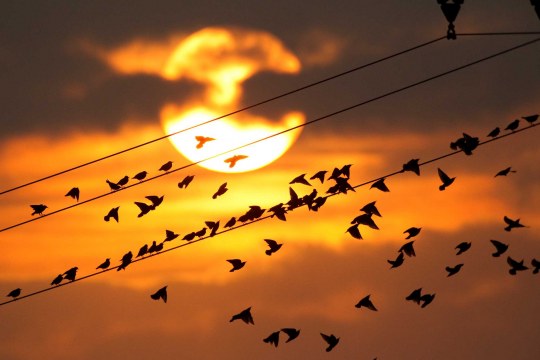 Stare sitzen auf einer Stromleitung im Sonnenuntergang. Einige fliegen weg. | © Rosl Rössner