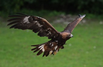 Steinadler im Flug über Wiese | © Dr. Christoph Moning