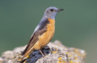 Steinrötel auf Fels | © Berndt Fischer