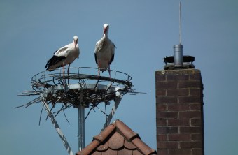 Storchenpaar in Metallgerüst für einen Horst | © M. Kittsteiner