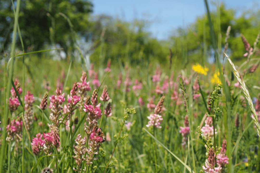 Streuobstwiese | © Franziska Wenger