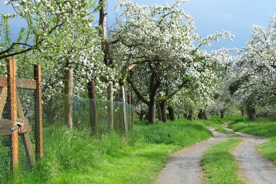 Streuobstwiese von einem Zaun umgeben, rechts führt ein Weg entlang | © Thomas Staab