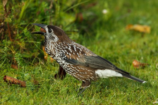 Tannenhäher mir Nuss im Schnabel | © Heinz Tuschl