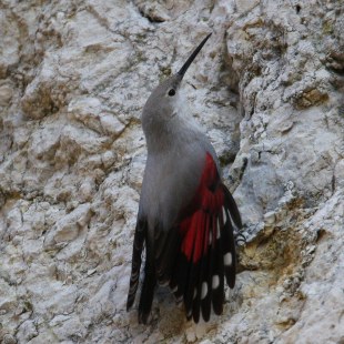 Mauerläufer hängt seitlich an einem Fels | © Zdenek Tunka