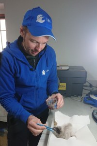 Toni Wegscheider füttert Bartgeierküken