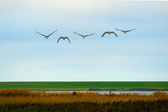 Vogelschar fliegt über ein Feuchtgebiet | © Ingo Zahlheimer
