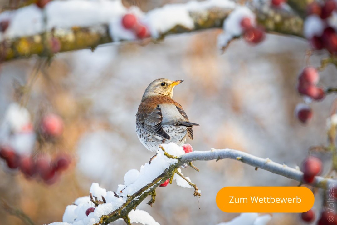 Wacholderdrossel | © Stefan Weber
