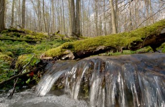 Waldbach | © Thomas Stephan