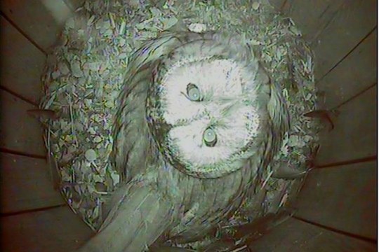 Waldkauz im Nistkasten schaut nach oben in die Kamera | © LBV