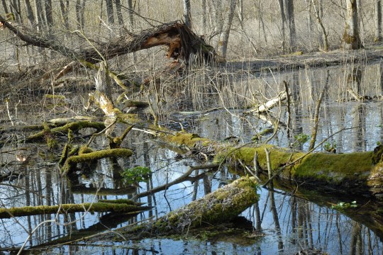 Waldweiher mit totem Holz | © Dr. Eberhard Pfeuffer