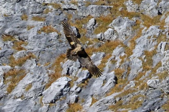 Wally im Bereich der Watzmann Ostwand | © Markus Leitner