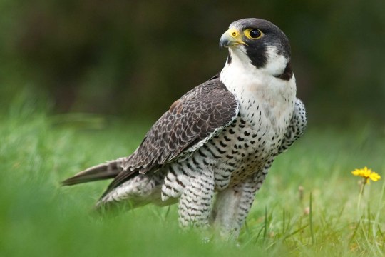 Wanderfalke steht auf einer grünen Wiese | © Rosl Rößner