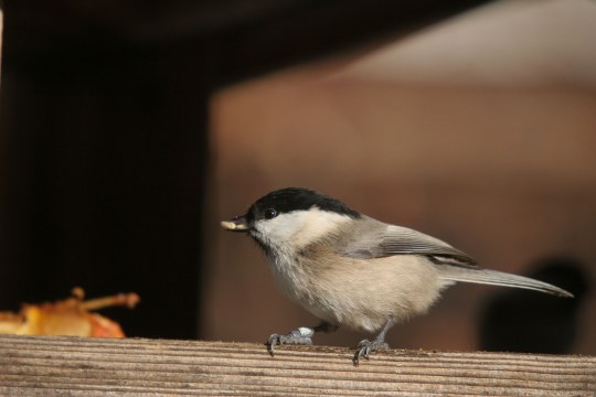 Weidenmeise am Futterhaus | © Hans-Joachim Fünfstück