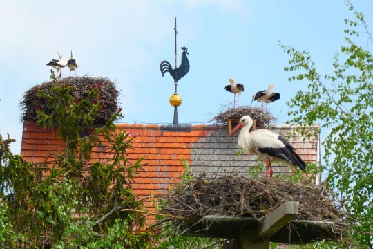 Weißstorchhorste in Rudelstetten | © Heidi Källner