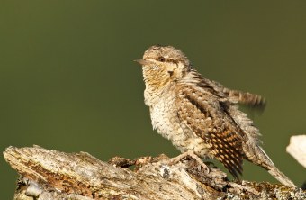 Wendehals auf einem alten Baumstumpf mit grünem Hintergrund, Portraitfoto | © Rosl Rössner