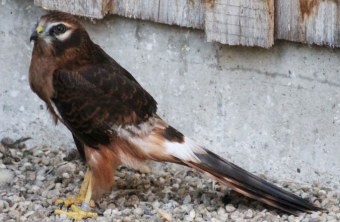 Junge Wiesenweihe sitzt am Boden | © Ferdinand Baer