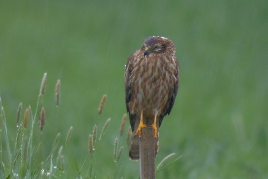 Wiesenweihe auf einem Pfahl | © LBV