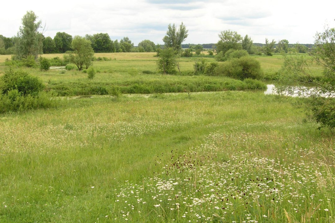 Feuchtwiese mit vielen Strukturen und einem Bachlauf | © Christiane Geidel