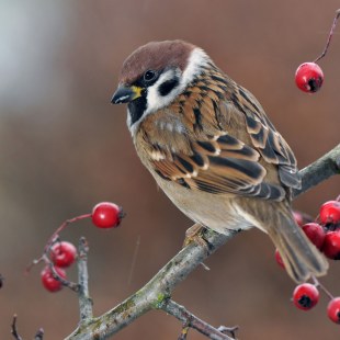 Feldsperling auf einem Ast mit Beeren | © Willi Kroll