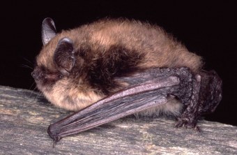 Wimperfledermaus | © Dr. Andreas Zahn