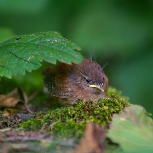 Junger Zaunkönig sitzt unter einem Blatt | © Erik Heilmann
