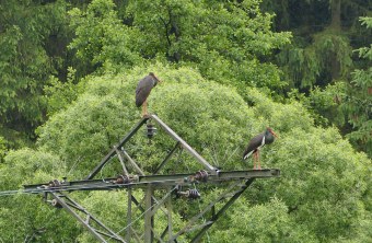 Zwei Schwarzstörche auf einem Strommast | © Cordula Kelle-Dingel