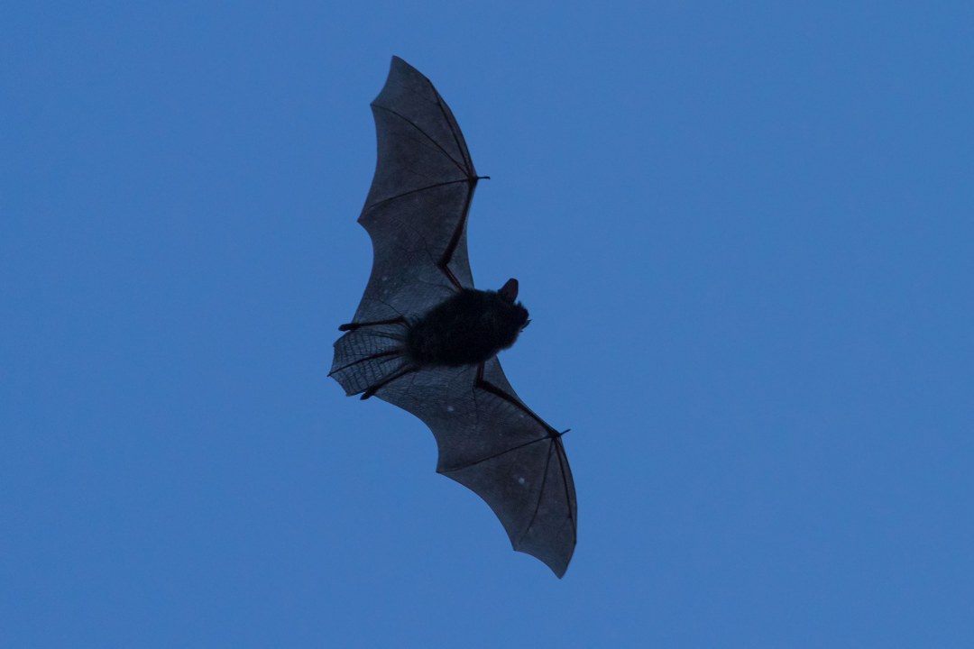 Schwarze Silhouette einer Zwergfledermaus am blauen Himmel | © Andreas Hartl