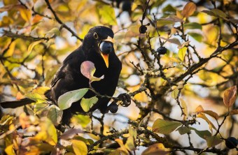 Amsel hat eine Beere der Schlehe im Schnabel | © Daniela Hierl