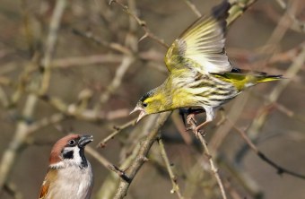 Ein Erlenzeisig scheint im Flug einen Feldsperling anzugreifen, der auf einem Ast sitzt | © Carl-Peter Herbolzheimer