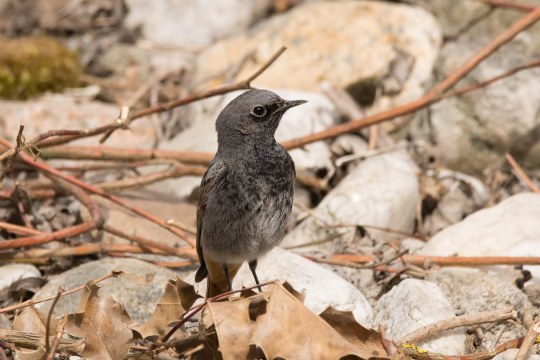 Hausrotschwanz sitzt auf Laub | © Alexander Bazo