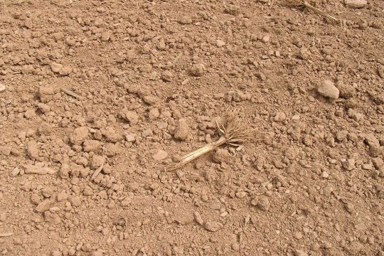 trockener, staubiger Ackerboden | © Thomas Rödl