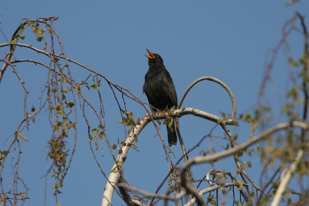 Amsel beim Singen | © Zdenek Tunka