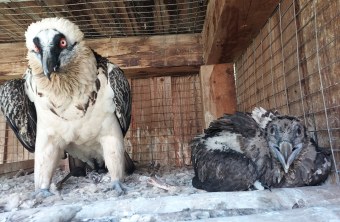Bartgeier Mädchen 1147 mit ihrer Mutter Viola | © Pakillo Rodriguez, Guadalentin, Junta de Andalucia