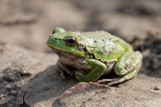 Laubfrosch | © Frank-Derer