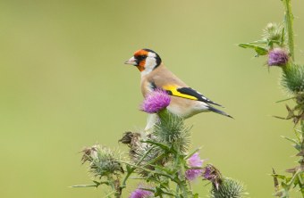 Ein Stieglitz sitzt auf einer Distel mit lila blühenden und bereits verblühten Knospen | © Rosl Rössner