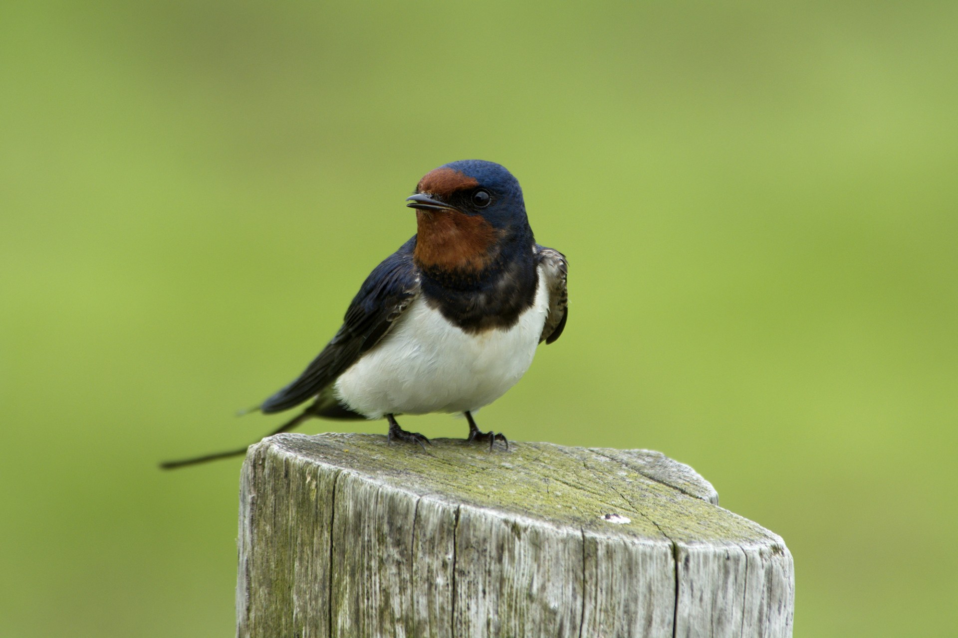 Eine Rauchschwalbe sitzt auf einem Holzpfahl | © Manfred Waldhier