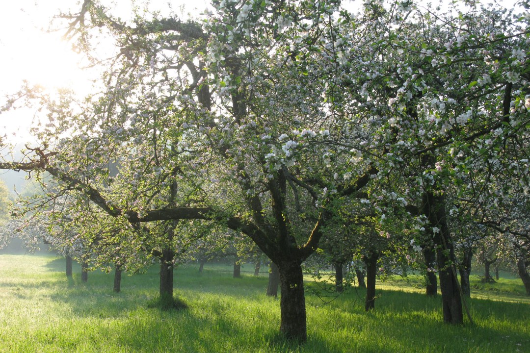 Streuobstwiese | © Thomas Staab