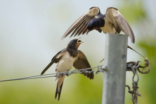 Eine Schwalbe sitzt auf einem Pfosten und füttert eine andere Schwalbe | © Rosl Roessner