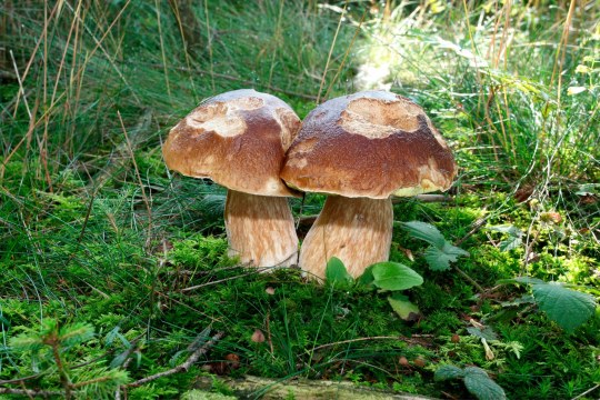 Steinpilz | © Dieter Hopf