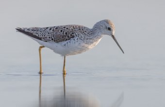 Teichwasserralle im Wasser | © Gunther Zieger