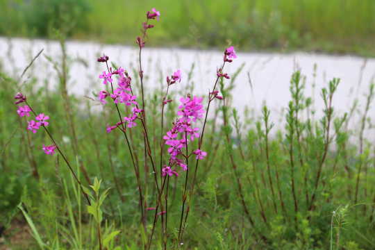 Blühfläche neben der Straße | © Peter Bria