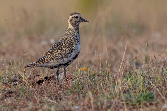 männlicher Goldregenpfeifer steht in einer Wiese | © Gunther Zieger