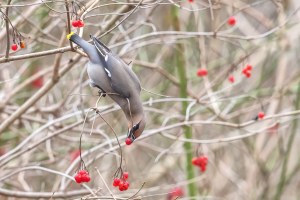 Seidenschwanz | © Gunther Zieger