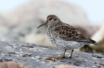 Meerstrandläufer auf Felsboden | © Frank Derer