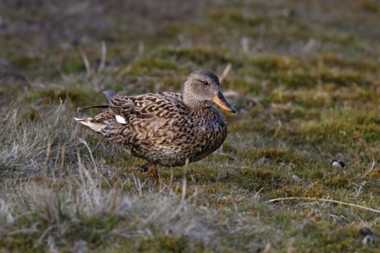 Schnatterente | © Marcus Bosch