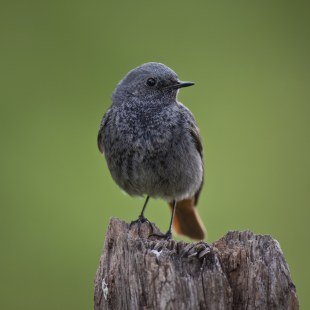 Hausrotschwanz Männchen | © Marcus Bosch