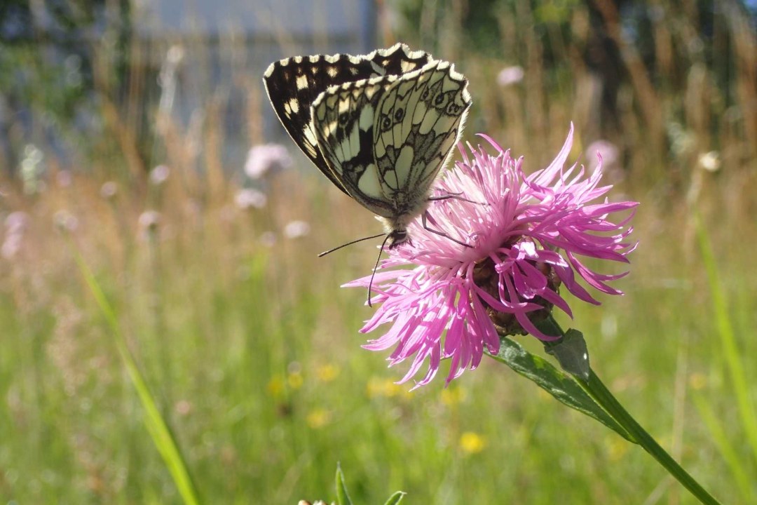 Schachbrettfalter auf Flockenblume | © Patricia Danel